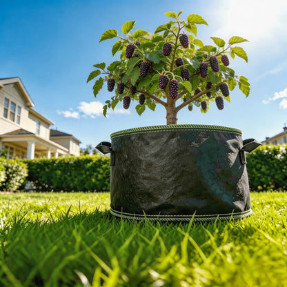 🌱The High-Yield Black Mulberry Garden Kit -Bestseller