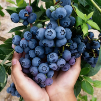 Blueberry 🫐