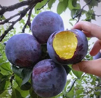 Plum 💜